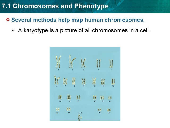 7. 1 Chromosomes and Phenotype Several methods help map human chromosomes. • A karyotype