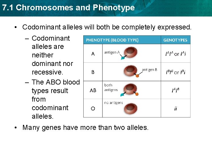 7. 1 Chromosomes and Phenotype • Codominant alleles will both be completely expressed. –