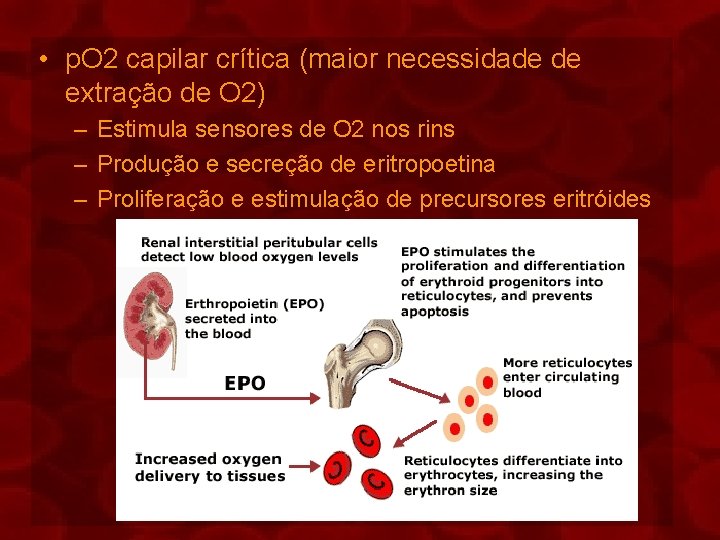  • p. O 2 capilar crítica (maior necessidade de extração de O 2)