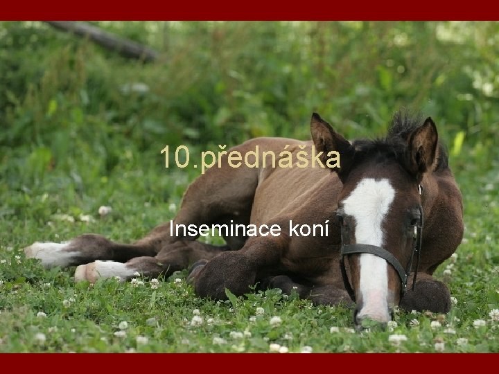 10. přednáška Inseminace koní 