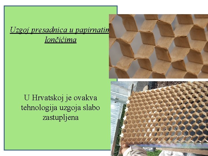 Uzgoj presadnica u papirnatim lončićima U Hrvatskoj je ovakva tehnologija uzgoja slabo zastupljena 