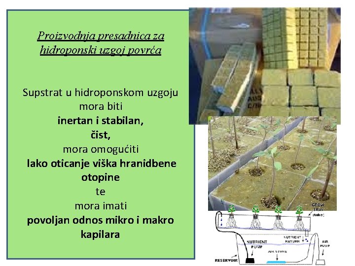 Proizvodnja presadnica za hidroponski uzgoj povrća Supstrat u hidroponskom uzgoju mora biti inertan i