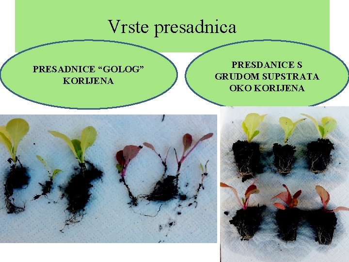 Vrste presadnica PRESADNICE “GOLOG” KORIJENA PRESDANICE S GRUDOM SUPSTRATA OKO KORIJENA 