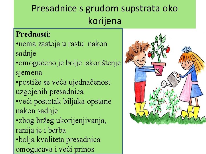 Presadnice s grudom supstrata oko korijena Prednosti: • nema zastoja u rastu nakon sadnje