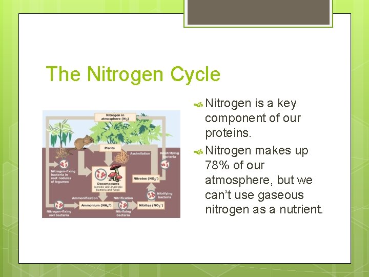 The Nitrogen Cycle Nitrogen is a key component of our proteins. Nitrogen makes up The Nitrogen Cycle Nitrogen is a key component of our proteins. Nitrogen makes up