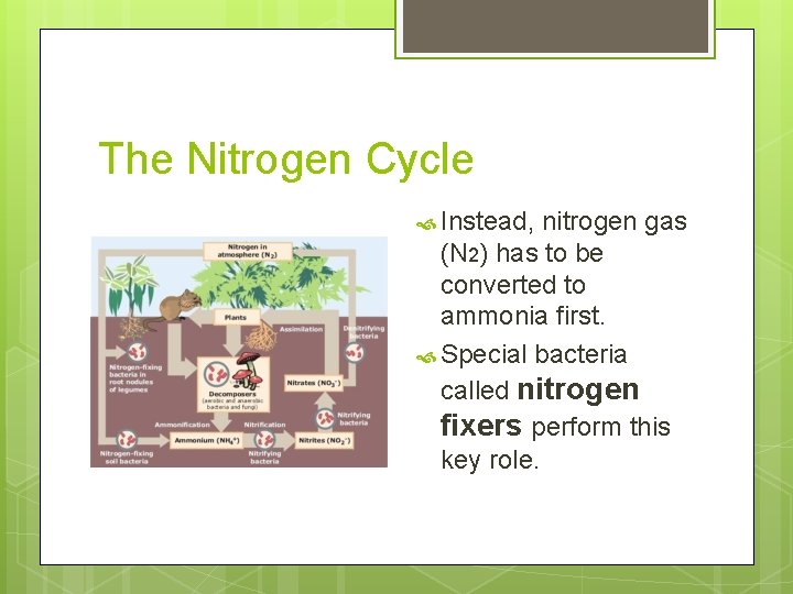 The Nitrogen Cycle Instead, nitrogen gas (N 2) has to be converted to ammonia The Nitrogen Cycle Instead, nitrogen gas (N 2) has to be converted to ammonia