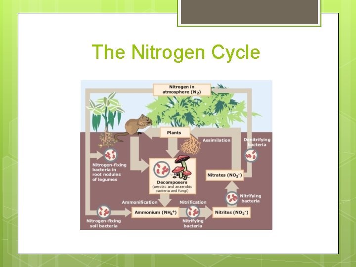 The Nitrogen Cycle The Nitrogen Cycle