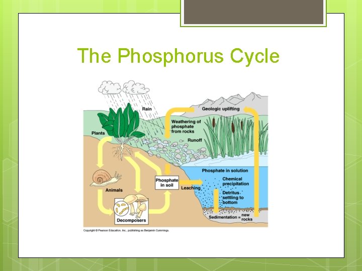 The Phosphorus Cycle The Phosphorus Cycle