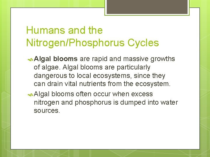 Humans and the Nitrogen/Phosphorus Cycles Algal blooms are rapid and massive growths of algae. Humans and the Nitrogen/Phosphorus Cycles Algal blooms are rapid and massive growths of algae.