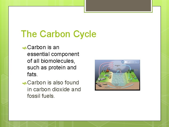 The Carbon Cycle Carbon is an essential component of all biomolecules, such as protein The Carbon Cycle Carbon is an essential component of all biomolecules, such as protein