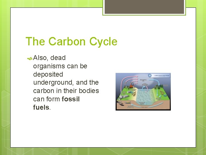 The Carbon Cycle Also, dead organisms can be deposited underground, and the carbon in The Carbon Cycle Also, dead organisms can be deposited underground, and the carbon in