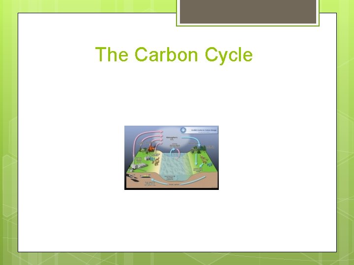 The Carbon Cycle The Carbon Cycle