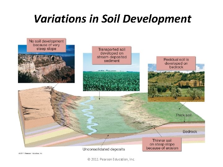Variations in Soil Development © 2011 Pearson Education, Inc. 