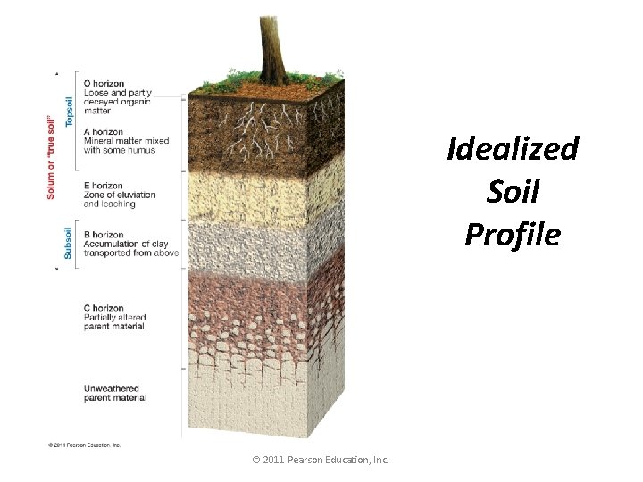 Idealized Soil Profile © 2011 Pearson Education, Inc. 