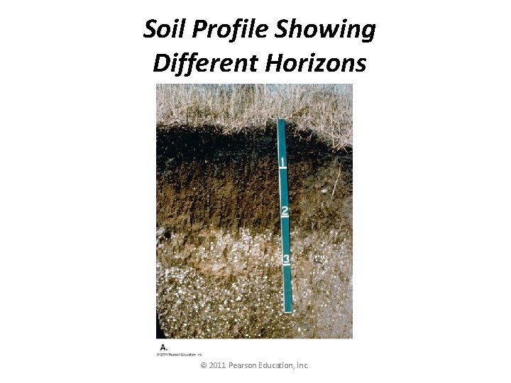 Soil Profile Showing Different Horizons © 2011 Pearson Education, Inc. 