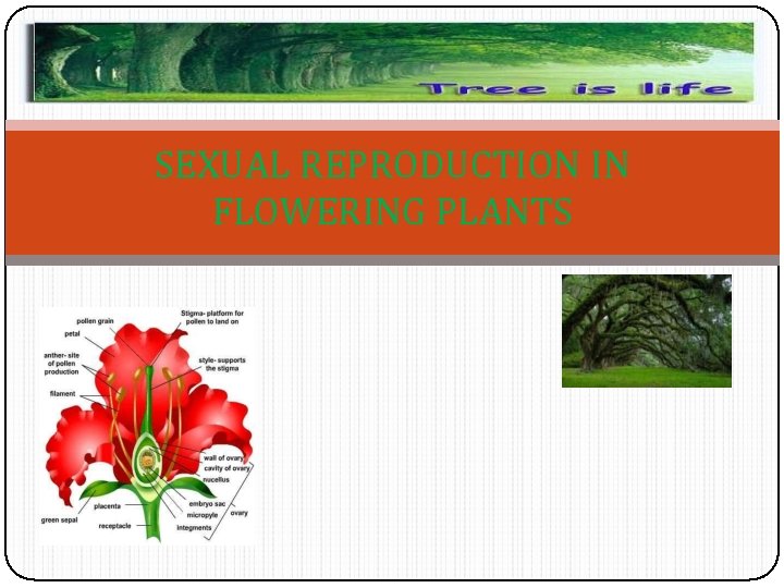 SEXUAL REPRODUCTION IN FLOWERING PLANTS 