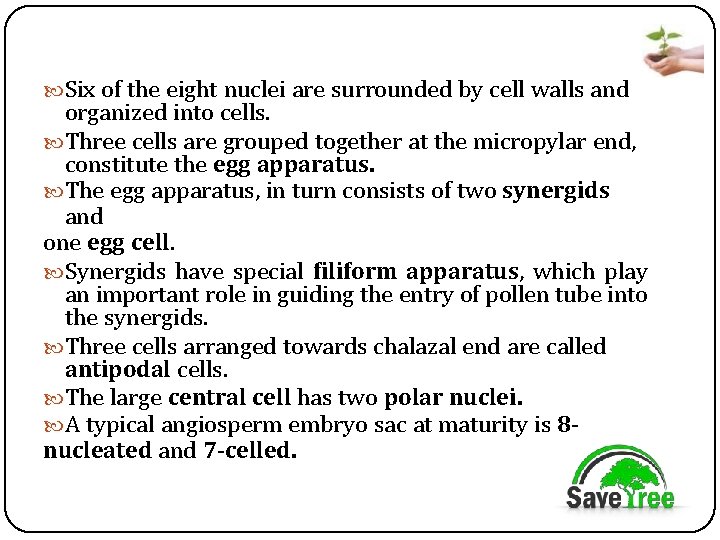  Six of the eight nuclei are surrounded by cell walls and organized into
