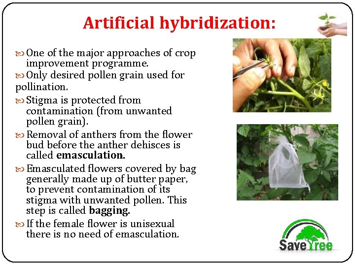 Artificial hybridization: One of the major approaches of crop improvement programme. Only desired pollen