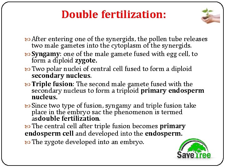 Double fertilization: After entering one of the synergids, the pollen tube releases two male
