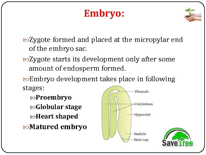Embryo: Zygote formed and placed at the micropylar end of the embryo sac. Zygote