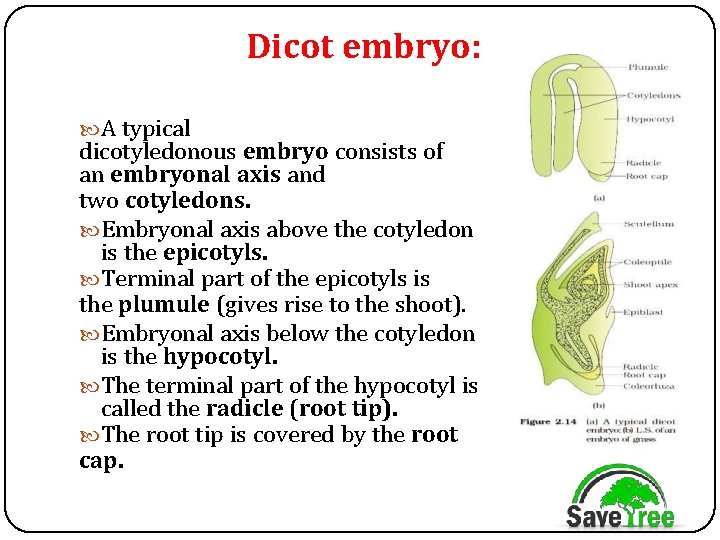 Dicot embryo: A typical dicotyledonous embryo consists of an embryonal axis and two cotyledons.