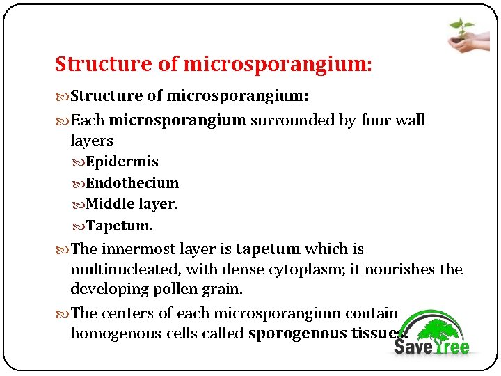 Structure of microsporangium: Each microsporangium surrounded by four wall layers Epidermis Endothecium Middle layer.