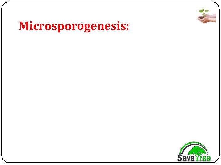 Microsporogenesis: 