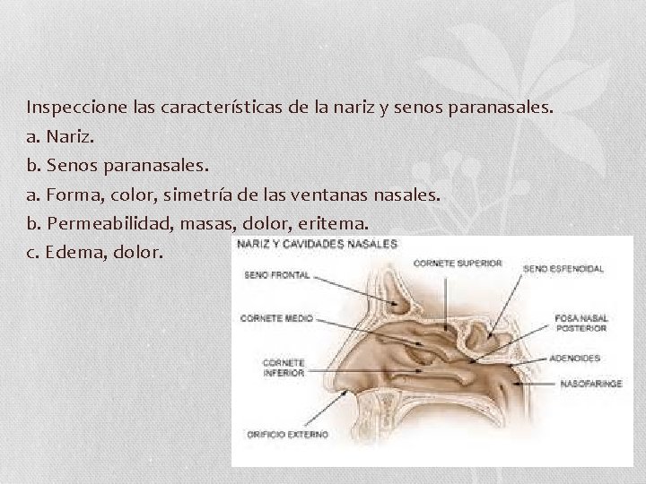 Inspeccione las características de la nariz y senos paranasales. a. Nariz. b. Senos paranasales. Inspeccione las características de la nariz y senos paranasales. a. Nariz. b. Senos paranasales.