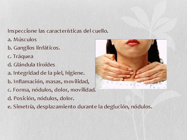 Inspeccione las características del cuello. a. Músculos b. Ganglios linfáticos. c. Tráquea d. Glándula Inspeccione las características del cuello. a. Músculos b. Ganglios linfáticos. c. Tráquea d. Glándula