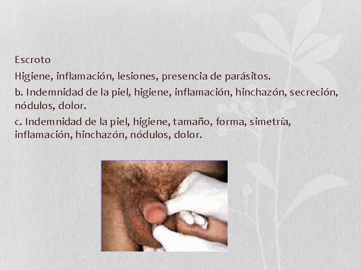 Escroto Higiene, inflamación, lesiones, presencia de parásitos. b. Indemnidad de la piel, higiene, inflamación, Escroto Higiene, inflamación, lesiones, presencia de parásitos. b. Indemnidad de la piel, higiene, inflamación,