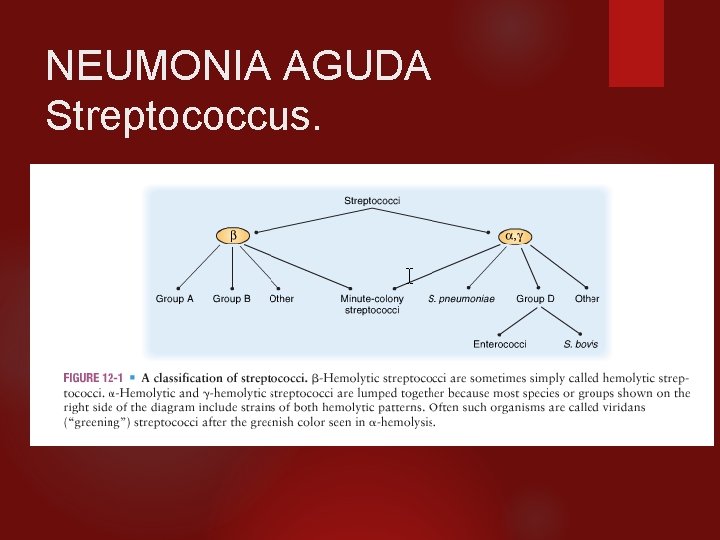 NEUMONIA AGUDA Streptococcus. 