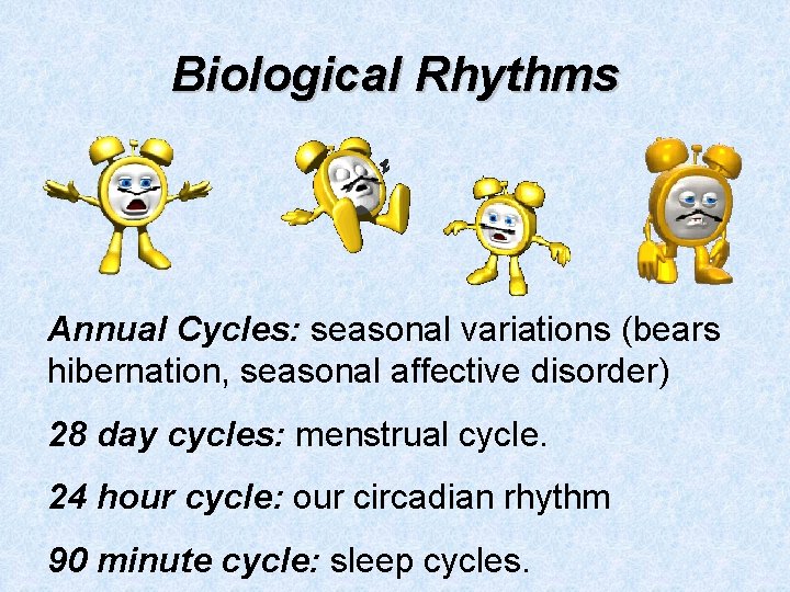 Biological Rhythms Annual Cycles: seasonal variations (bears hibernation, seasonal affective disorder) 28 day cycles: