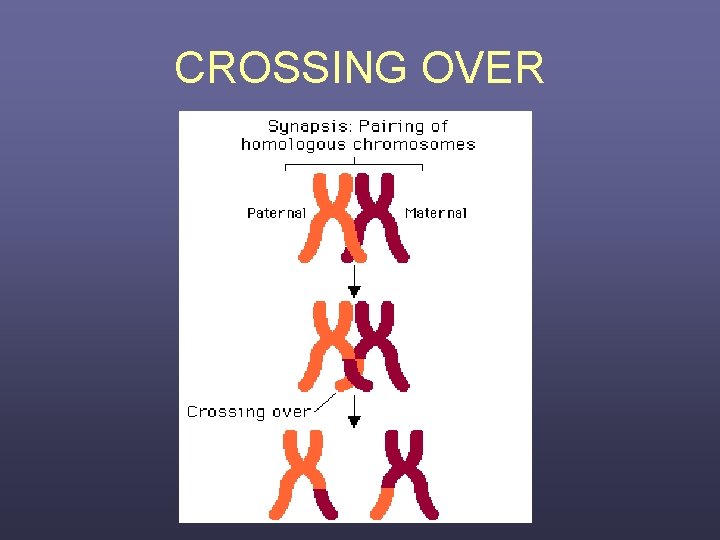 CROSSING OVER 