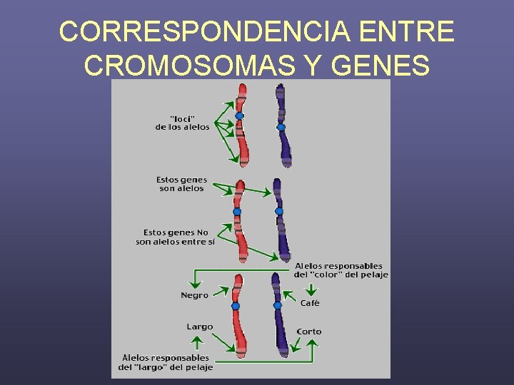 CORRESPONDENCIA ENTRE CROMOSOMAS Y GENES 