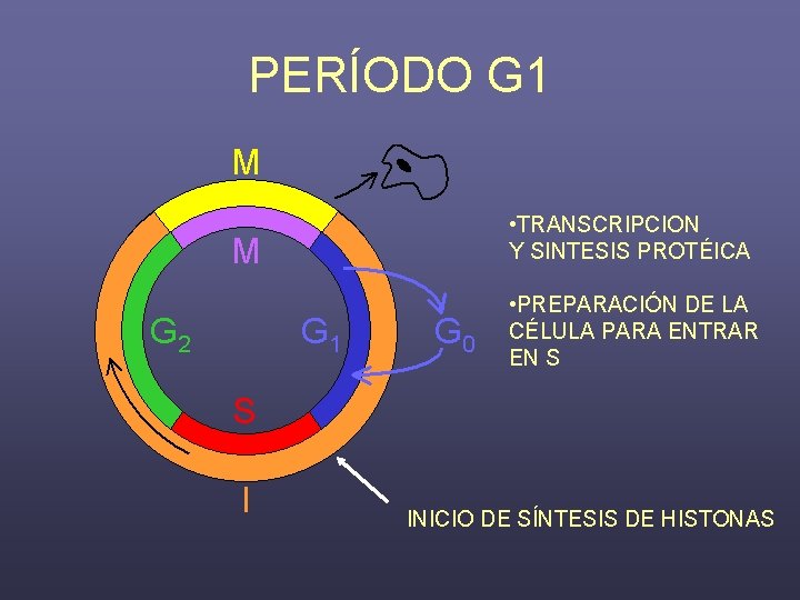 PERÍODO G 1 • TRANSCRIPCION Y SINTESIS PROTÉICA • PREPARACIÓN DE LA CÉLULA PARA