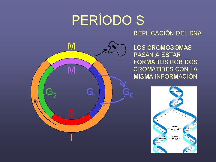 PERÍODO S REPLICACIÓN DEL DNA LOS CROMOSOMAS PASAN A ESTAR FORMADOS POR DOS CROMATIDES