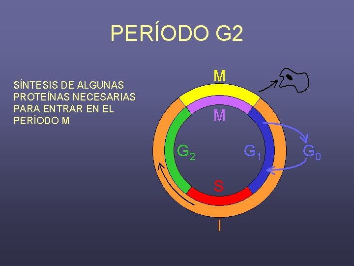 PERÍODO G 2 SÍNTESIS DE ALGUNAS PROTEÍNAS NECESARIAS PARA ENTRAR EN EL PERÍODO M