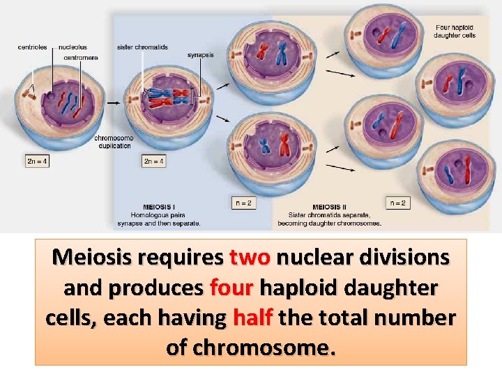 Meiosis requires two nuclear divisions and produces four haploid daughter cells, each having half