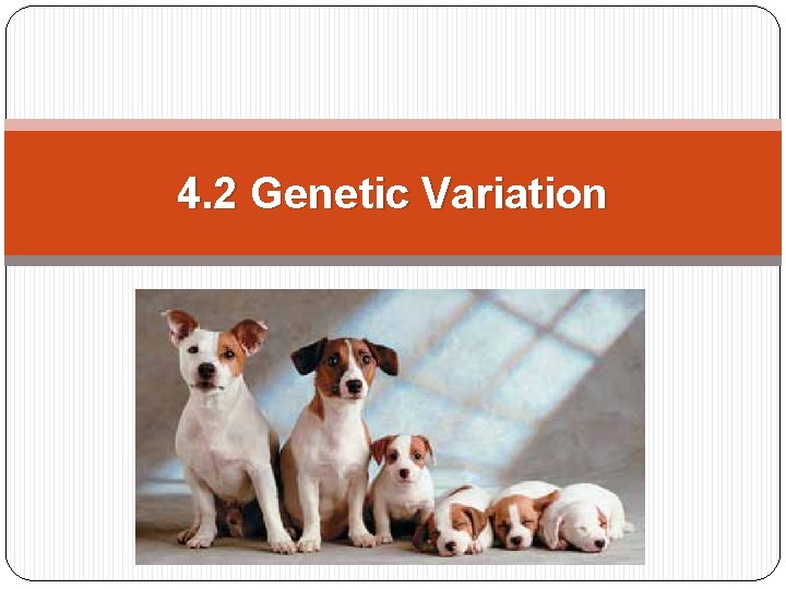 4. 2 Genetic Variation 4. 2 Genetic Variation