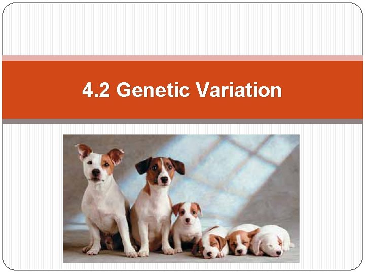 4. 2 Genetic Variation 