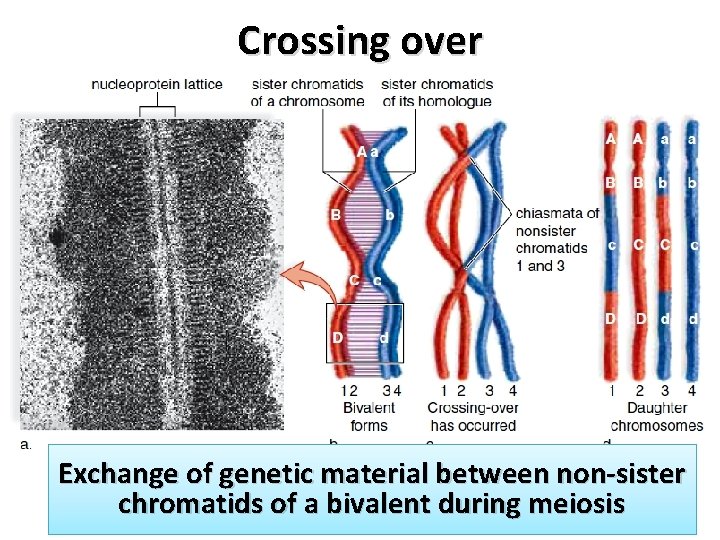 Crossing over Exchange of genetic material between non-sister chromatids of a bivalent during meiosis Crossing over Exchange of genetic material between non-sister chromatids of a bivalent during meiosis