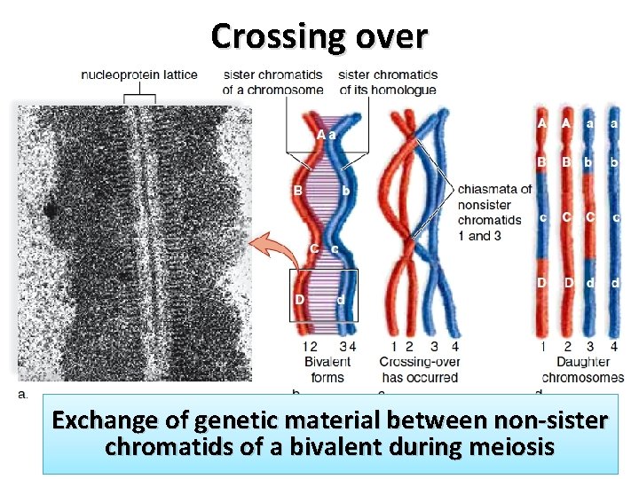 Crossing over Exchange of genetic material between non-sister chromatids of a bivalent during meiosis