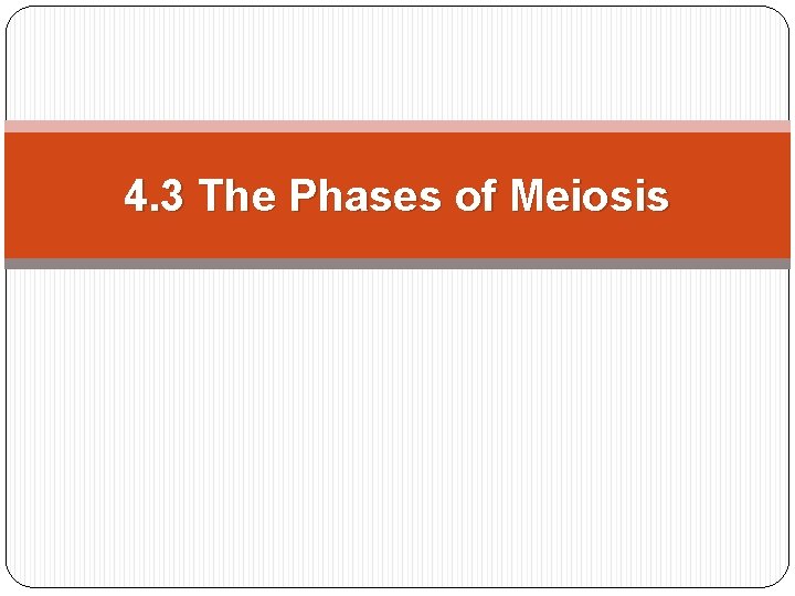 4. 3 The Phases of Meiosis 