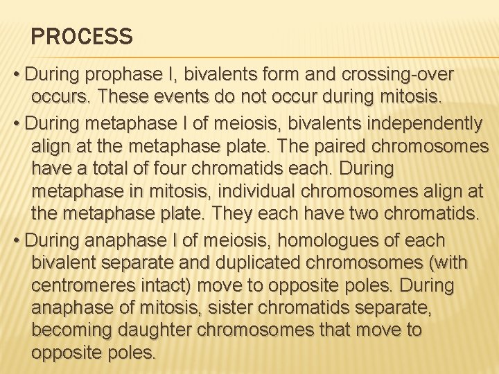 PROCESS • During prophase I, bivalents form and crossing-over occurs. These events do not