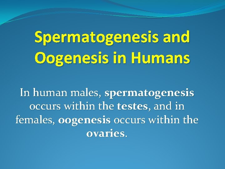 Spermatogenesis and Oogenesis in Humans In human males, spermatogenesis occurs within the testes, and