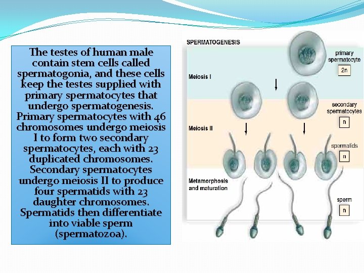 The testes of human male contain stem cells called spermatogonia, and these cells keep The testes of human male contain stem cells called spermatogonia, and these cells keep