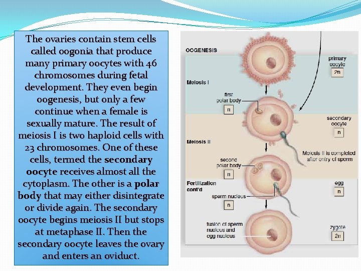 The ovaries contain stem cells called oogonia that produce many primary oocytes with 46