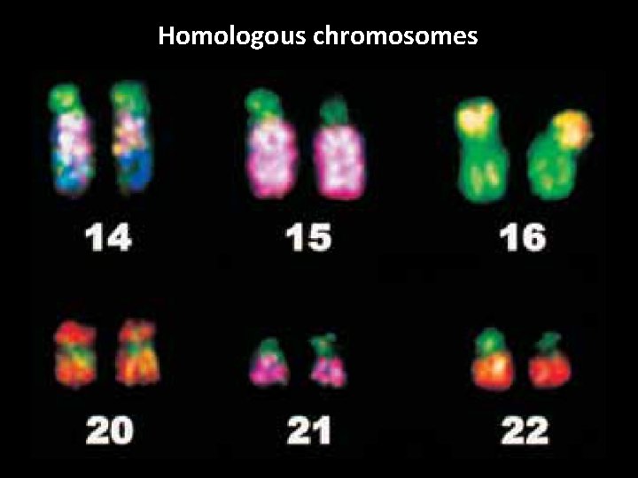 Homologous chromosomes Homologous chromosomes