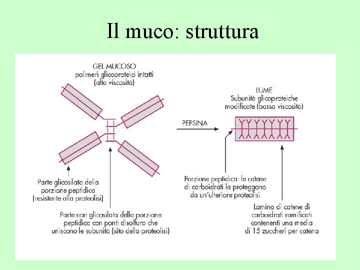Il muco: struttura 