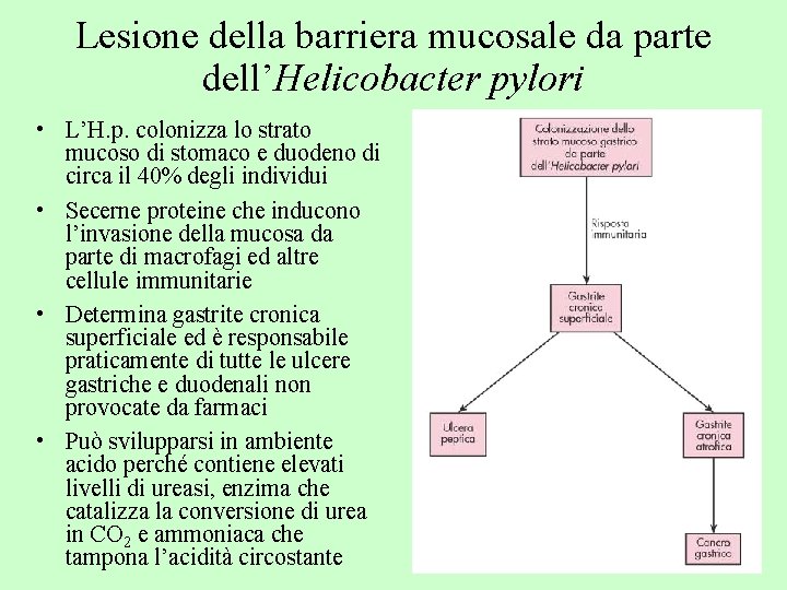Lesione della barriera mucosale da parte dell’Helicobacter pylori • L’H. p. colonizza lo strato